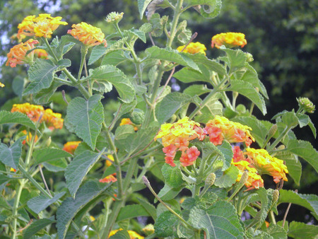 Mini flowers - nature, flowers