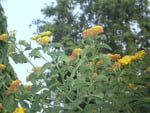 Flowering branches and sky