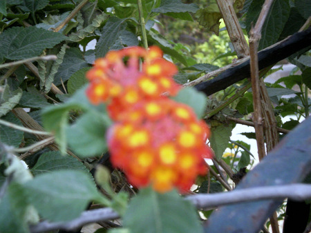 Mini flowers - nature, flowers