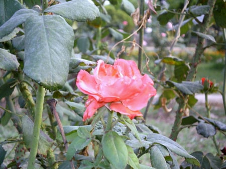 Rose - nature, flowers