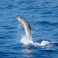 celebes sea dolphins