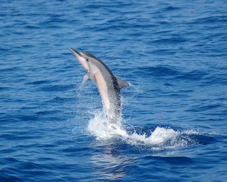 celebes sea dolphins - dolphins, animals