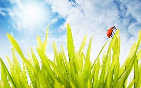 countryside in summer - nature, grass