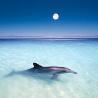 dolphins are marine mammals