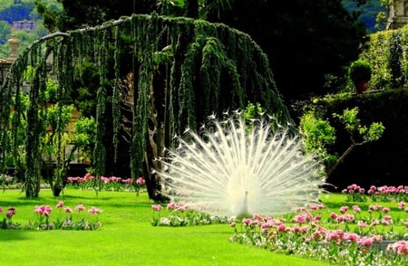 White Beauty - flowers, white peacock, trees, white, peacock, picture, beautiful, garden