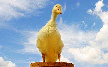 face to face with happyness - ducks, animals, birds