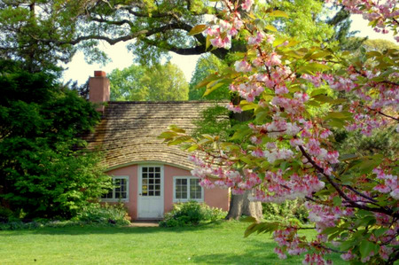 Cherry Cottage - cottage, pink blossoms, trees, cherry, spring, nature, lawn, blossoms, pink, house, cherry blossoms, grass