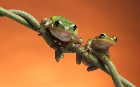 happy little frogs - frogs, animals