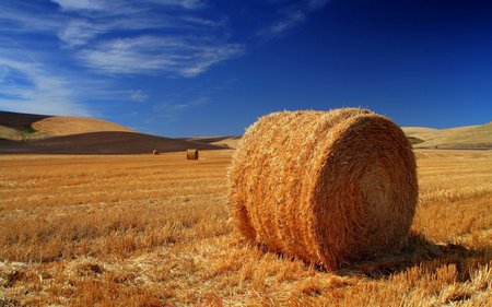 landscape interaction of color - nature, fields