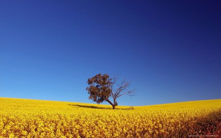 landscape nikon creative lighting - nature, fields