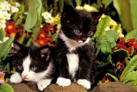 Garden Babies - wood, black and white kittens, kittens, blue eyes, flowers, garden