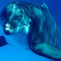 maracaibo bay dolphins