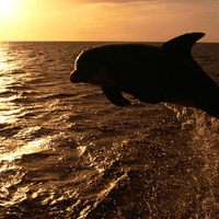 marmara sea dolphins