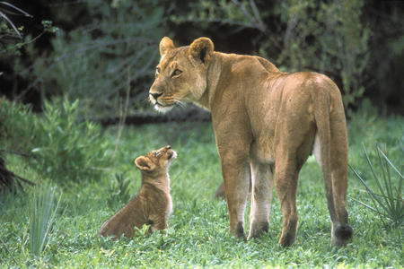 lions - mother, lions, love, cub