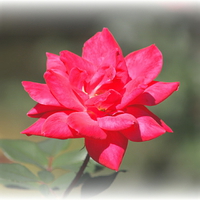 Rose in Georgia