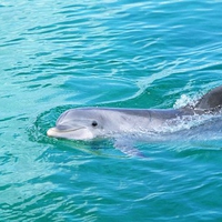 molucca sea dolphins