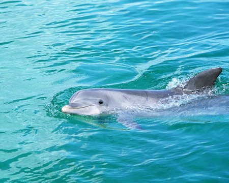 molucca sea dolphins - dolphins, animals