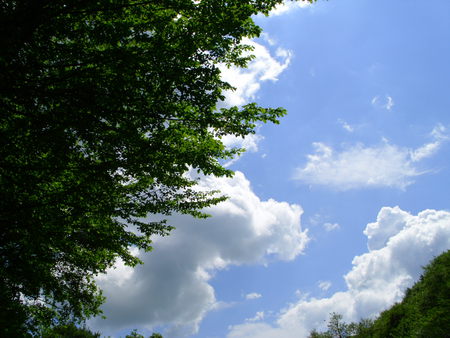 Beautiful Sky - sky, trees, nature, clouds