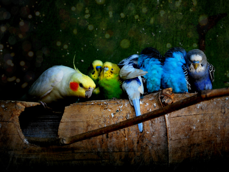 Colourful parrots - colours, animals, birds, nice