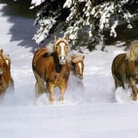 snow horses