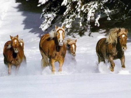 snow horses - horse, snow