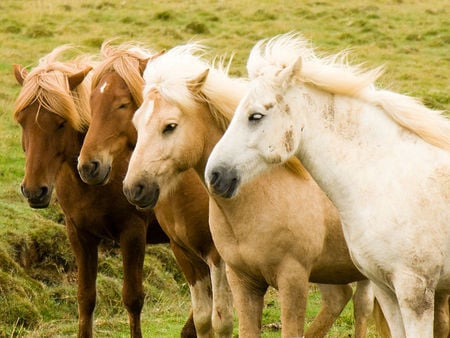 horse herd - horse, herd