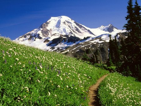 mount baker snoqualmie washington - nature, mountains