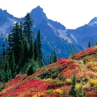 mount rainier national park washington