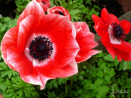 Anemone - flower, nature, anemone