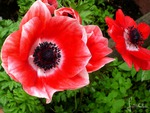 Anemone