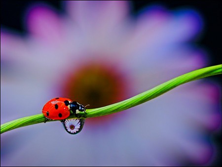 Ladybug Trippin. jpg - ladybug, stem, flower, bubble