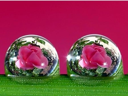 Twin Bubbles. jpg - flowers, drops water, bubbles