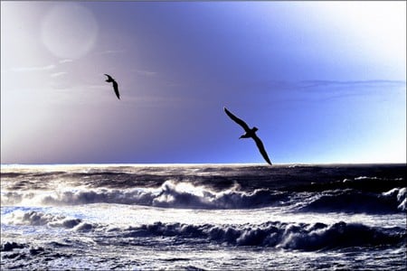 flying - sky, fly, seagulls, sea, ocean, nature, birds