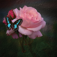 BUTTERFLY ON A PINK ROSE