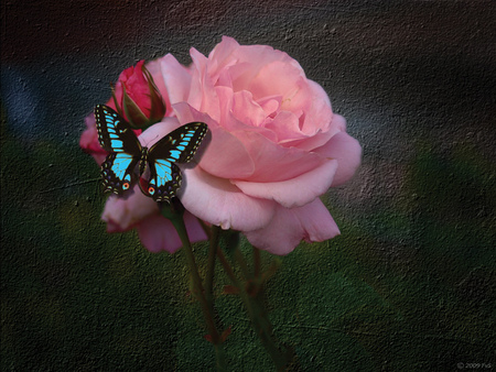 BUTTERFLY ON A PINK ROSE - butterfly, pink, rose, blue