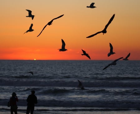 evening walk - seagulls, beach, evening, walk, sunset, peoples, sea, birds