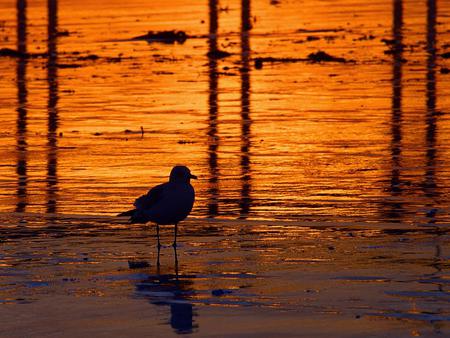 lonely seagull - lonely, sunset, water, beach, seagull, ocean