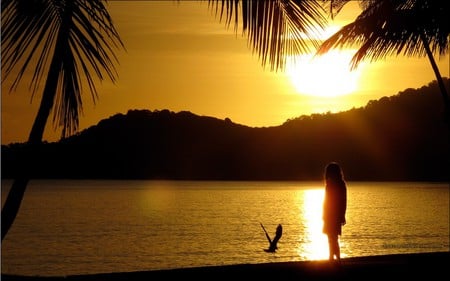 beautiful sunset - woman, beach, ocean, girl, water, sunset, bird, romantic, lonely, beautiful, palmtrees, sea