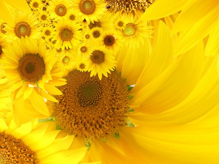 SUN  FLOWERZ. jpg - bunch, yellow, bright sun, flower