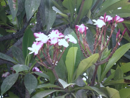 Flowers - nature, flowers