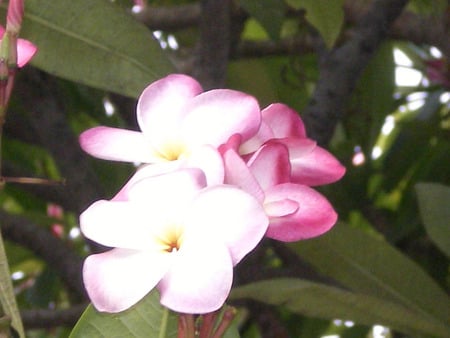 Flowers - nature, flowers