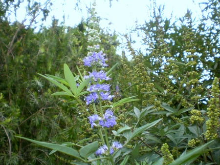 Flowers - nature, flowers