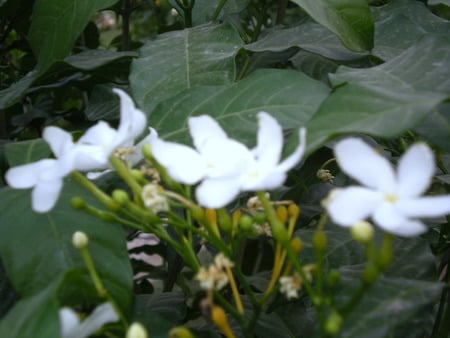 White flowers - nature, flowers