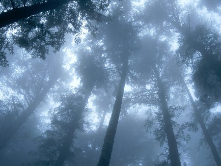 Cape Lookout - trees, fog, beautiful, nice, forest, sky