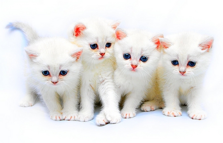 WHITE PURR FECT KITTIES