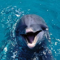 philippine sea dolphins