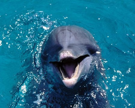 philippine sea dolphins - dolphins, animals