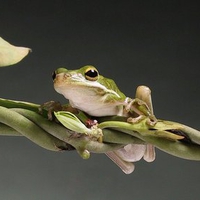 photographic frog portrait