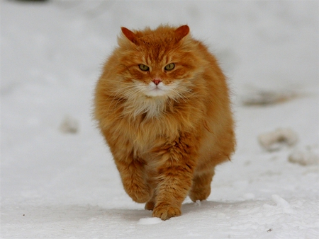 ICE WALKER - big, brown, cat, ice, fluffy, walks