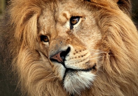 Soulful Expression - face, lion, mane, head